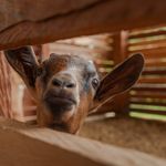 Granjeros-por-un-dia-grupo-cerrado