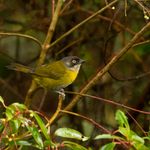 Tamesis-Viajando-con-las-aves---1-noche