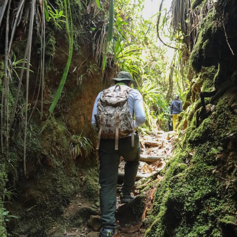 Viaje interior del bosque y ser Arvi pax adicional